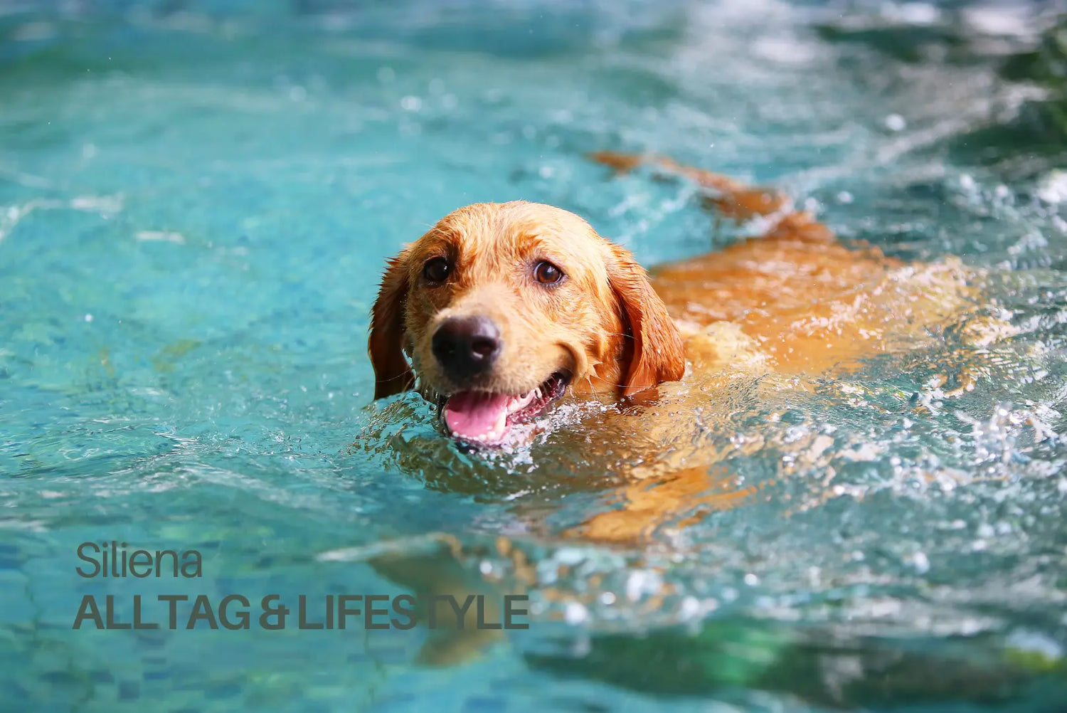 Glücklicher Hund schwimmt an einem heißen Sommertag zur Abkühlung – Tipps für sicheres Baden mit Hund, Siliena Lifestyle