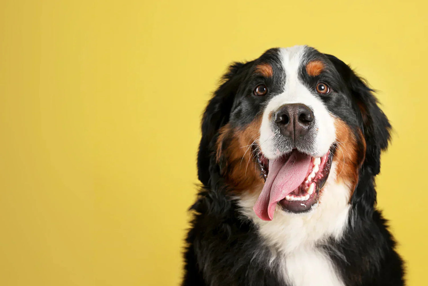 Fröhlicher Berner Sennenhund mit geöffneter Schnauze und herausgestreckter Zunge vor gelbem Hintergrund