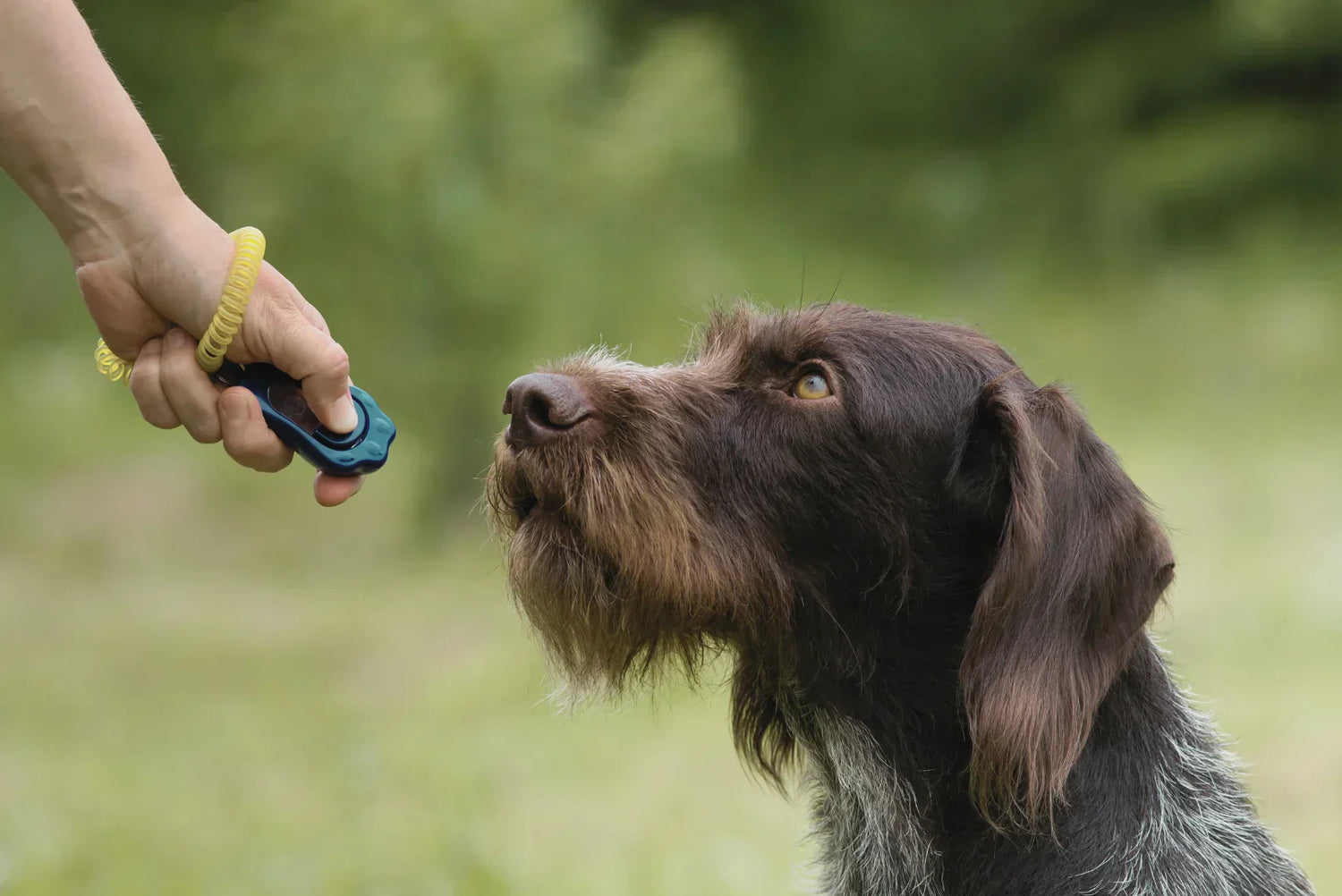 Hundetraining mit Clicker – Hand einer Person hält einen blauen Clicker mit gelbem Armband vor einen aufmerksamen Jagdhund im Freien.