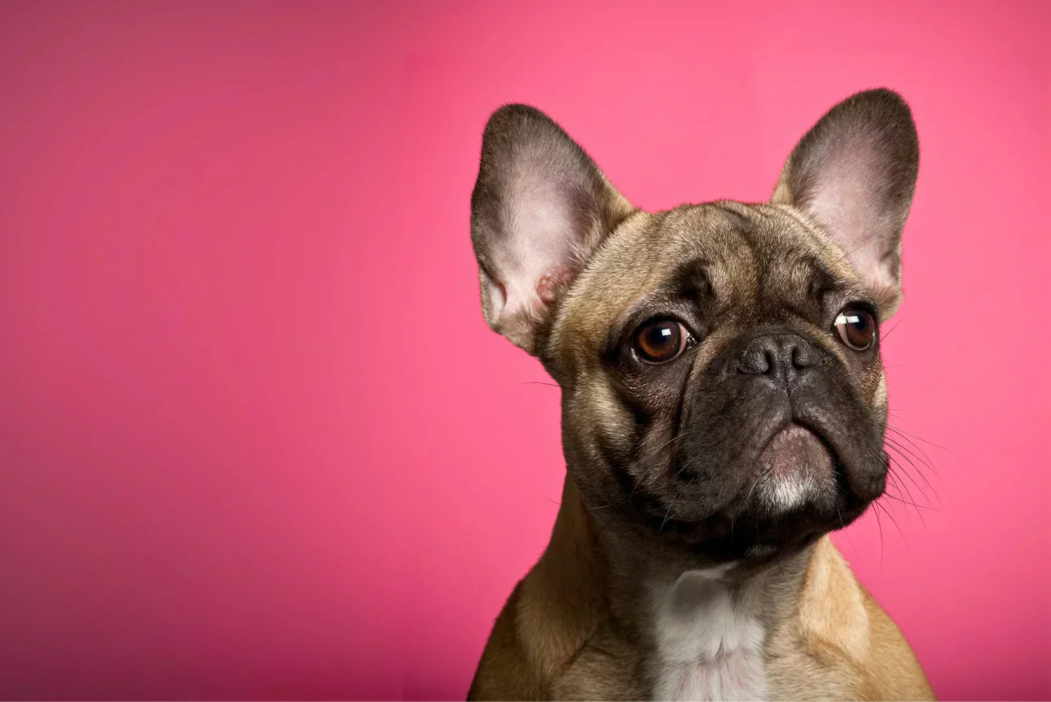 Porträt einer Französischen Bulldogge vor pinkem Hintergrund – große Fledermausohren und neugieriger Blick, perfekte Nahaufnahme für Rassebeschreibung.