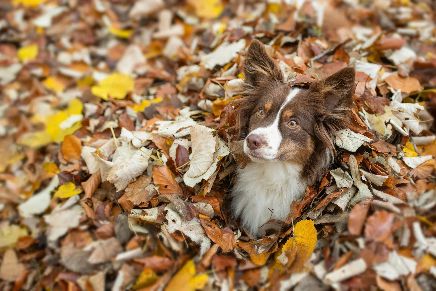 Hund im Herbst steckt neugierig in einem Laubhaufen.