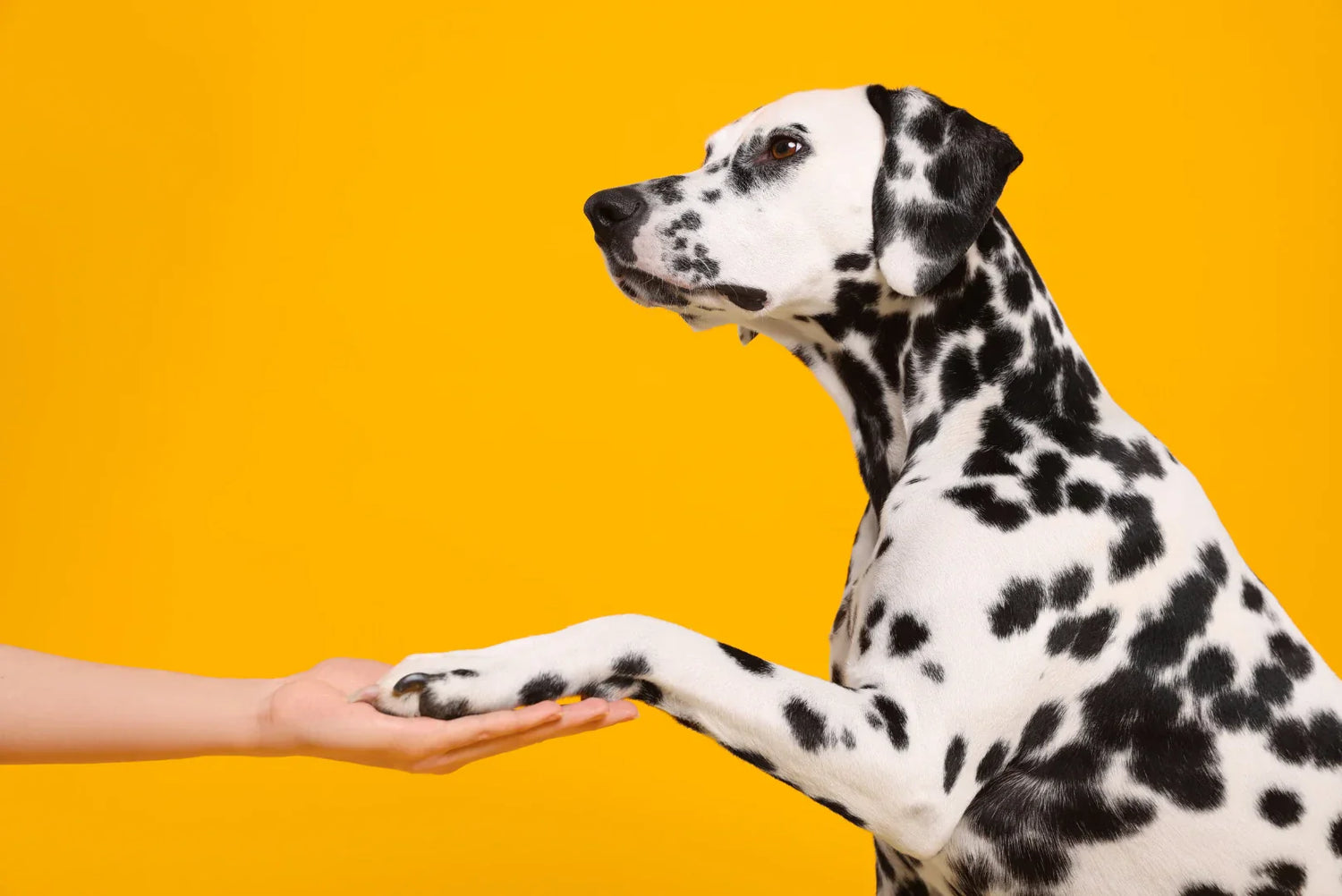 Beliebte Hundetricks: Anleitung, Trainingstipps & häufige Fehler