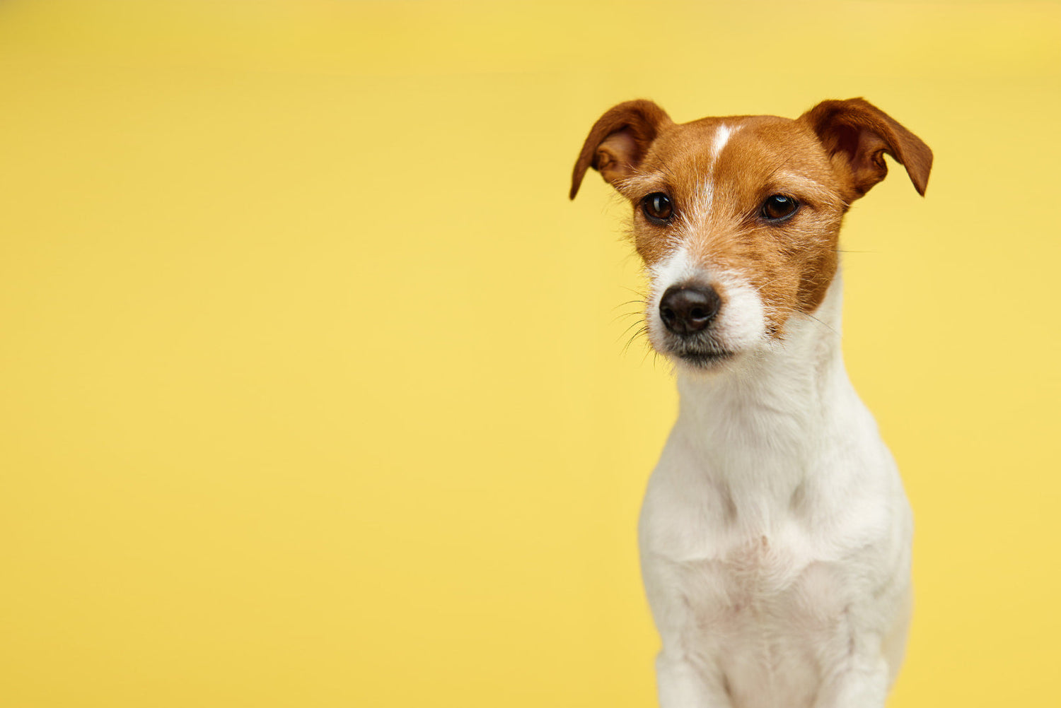 Jack Russell Terrier sitzt vor gelbem Hintergrund – energievolle und intelligente Hunderasse.