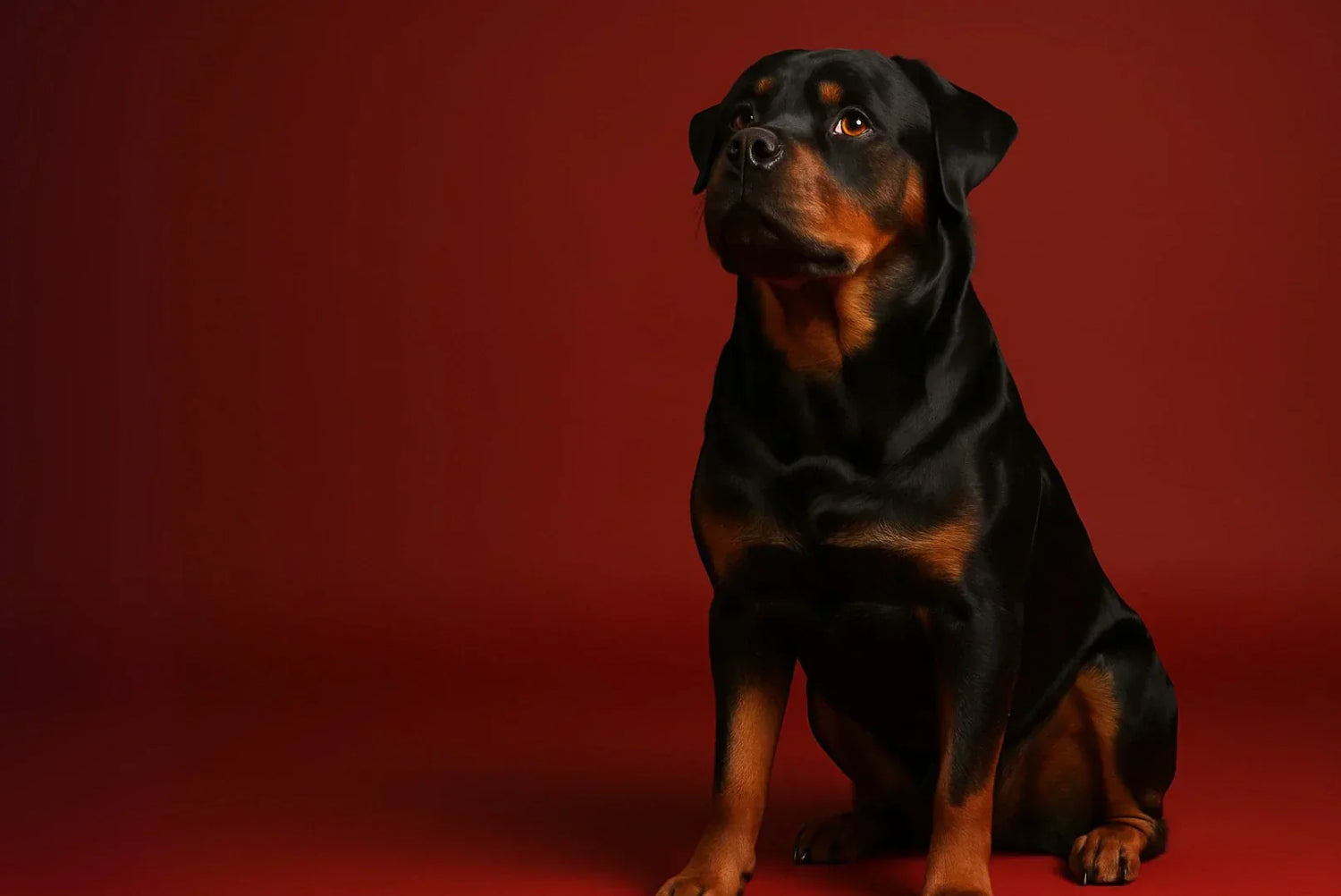 Rottweiler Nahaufnahme vor rotem Hintergrund – ausdrucksstarkes Porträt mit wachem Blick.