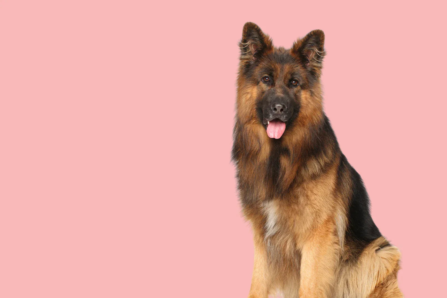 Deutscher Schäferhund sitzt vor rosa Hintergrund – Nahaufnahme mit typischem Fell, aufmerksamer Ausdruck und herausgestreckter Zunge.