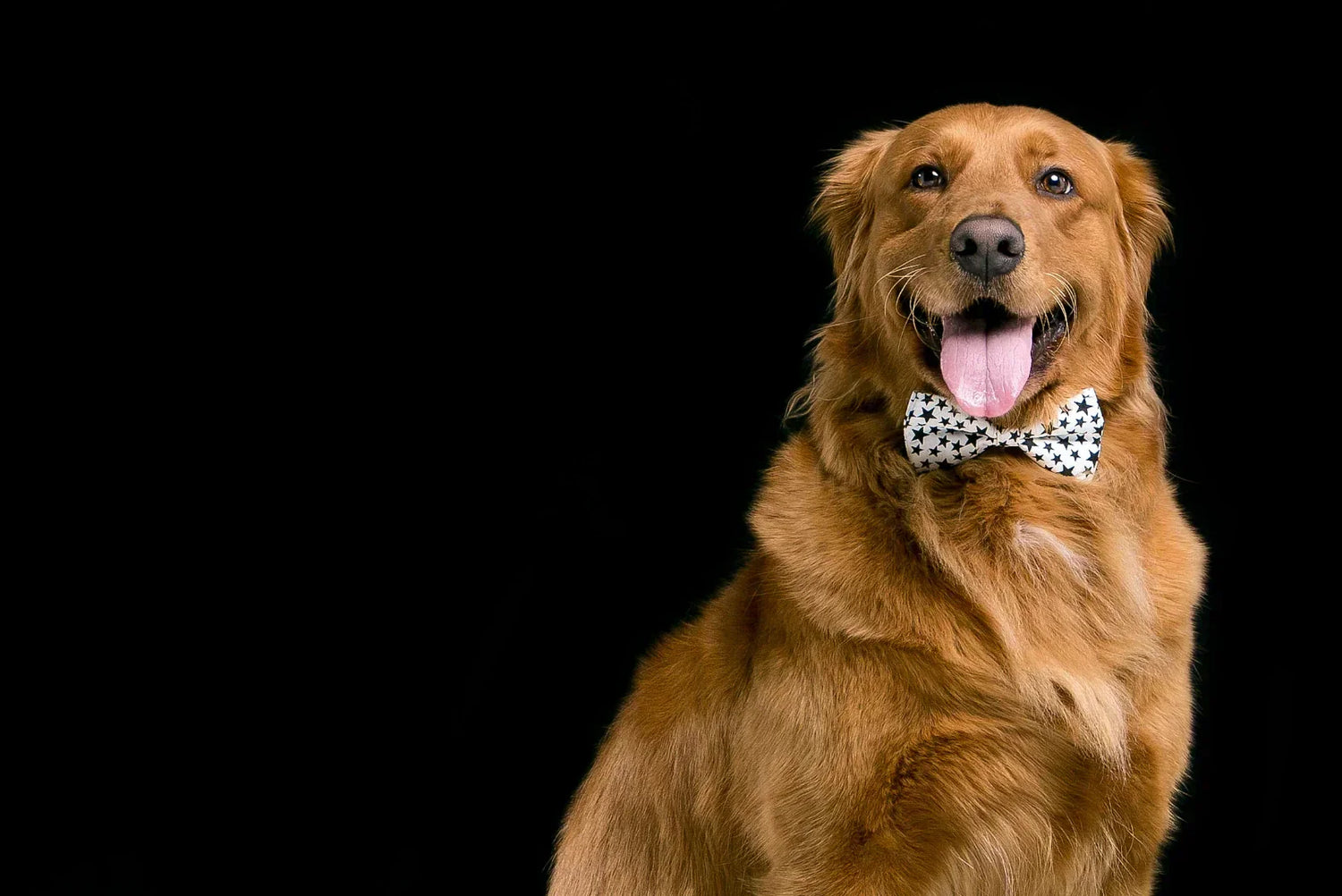 Porträt eines Golden Retrievers – Siliena Magazin Artikel über Charakter und Haltung der Rasse