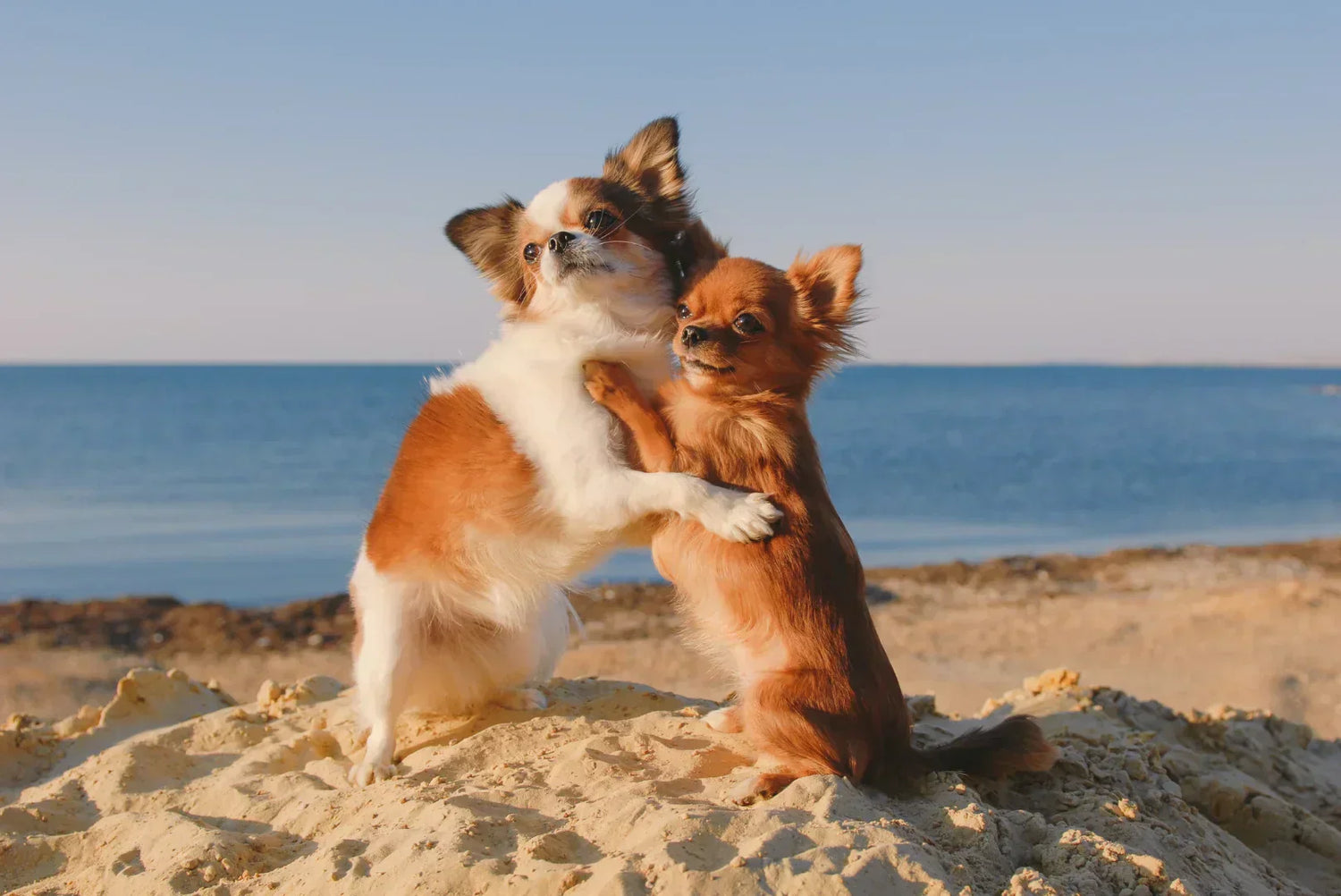 Zwei kleine Hunde interagieren spielerisch am Strand