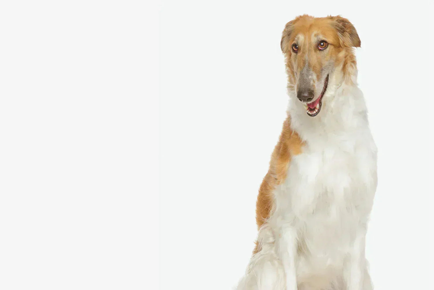 Barsoi (Borzoi) Porträt auf weißem Hintergrund – eleganter, langhaariger Windhund, Rasseportrait.