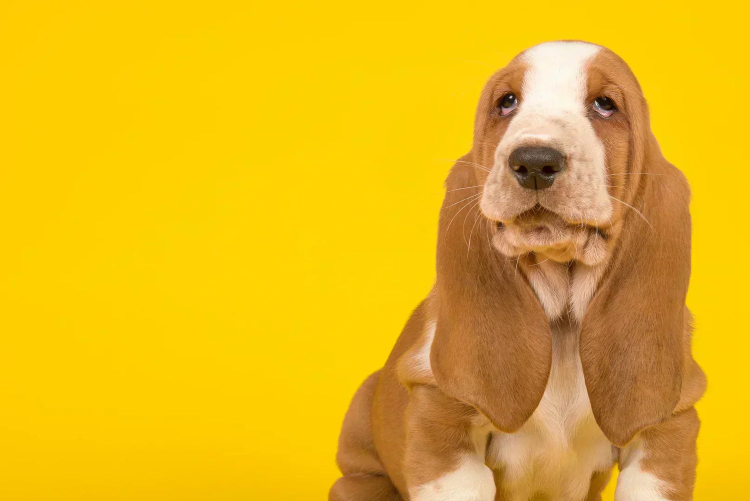 Basset Hound Kopfportrait auf gelbem Hintergrund, zeigt die typischen Falten und den sanften, stoischen Charakter.