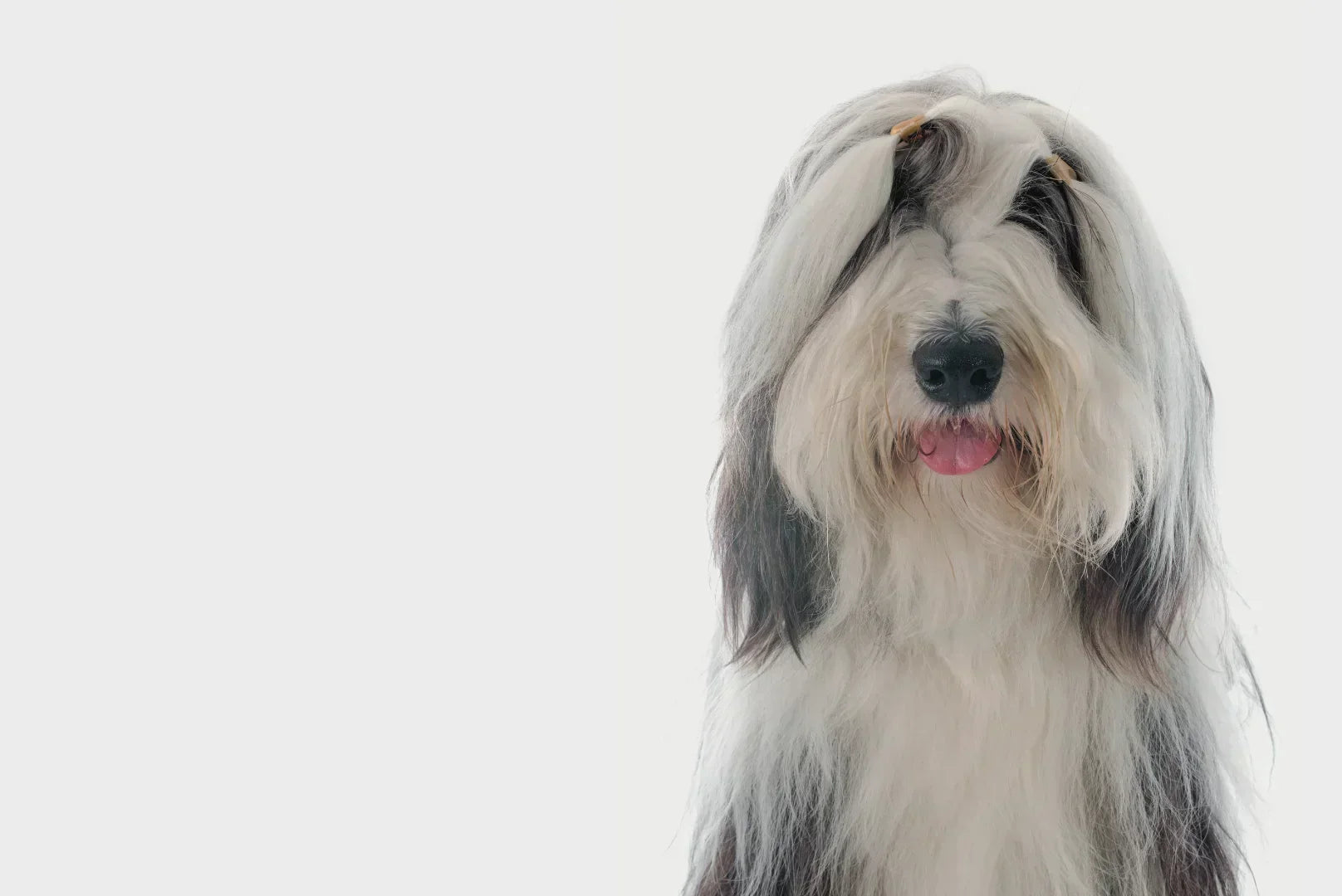 Bearded Collie