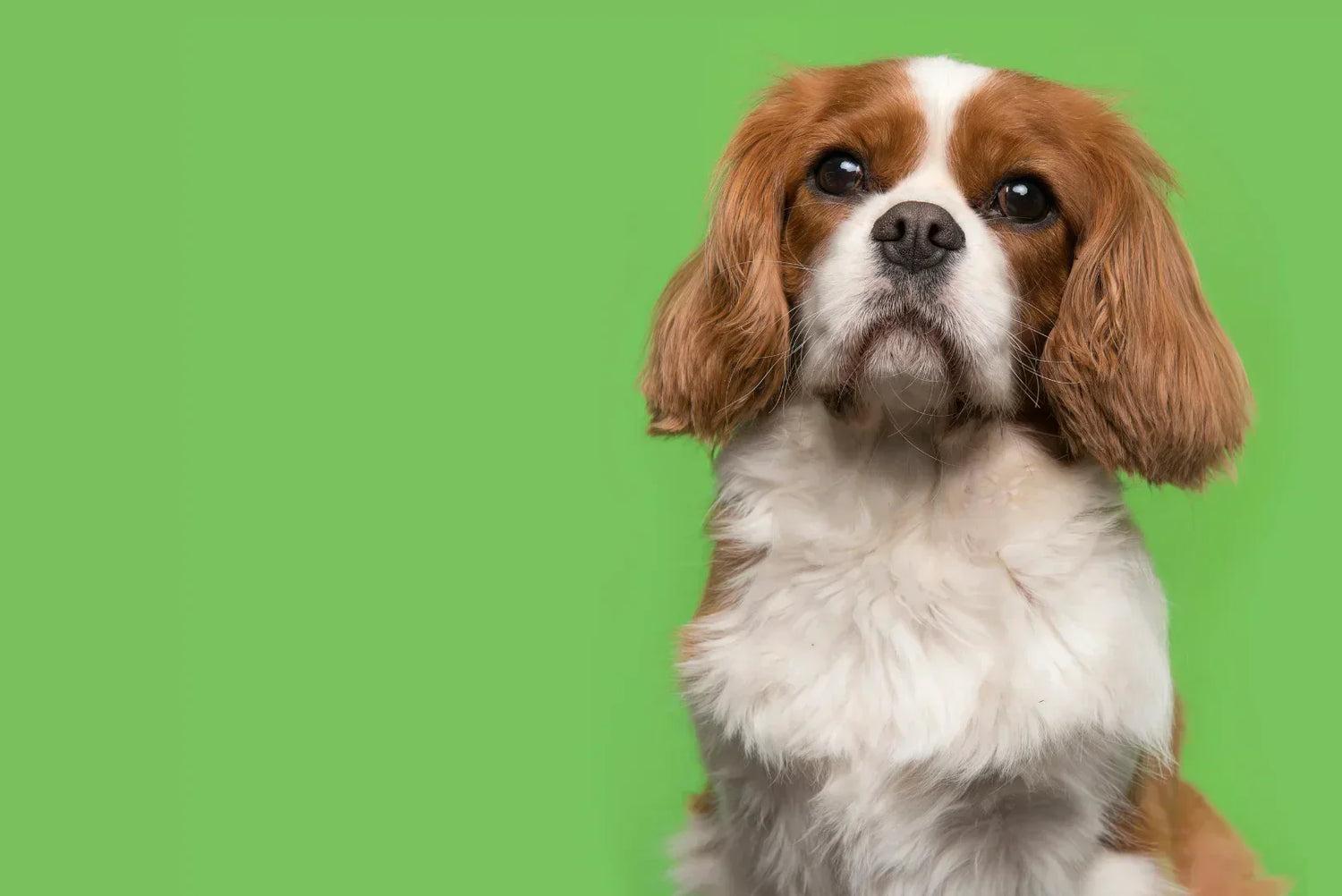 Cavalier King Charles Spaniel im Profil auf Rasen – Gesundheit: rassetypisch Herz (MVD), Augen, Patella; Pflege des langen Fells