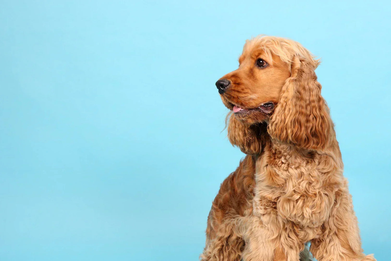 Cocker Spaniel Portrait vor blauem Hintergrund – eleganter Familienhund mit langen Ohren