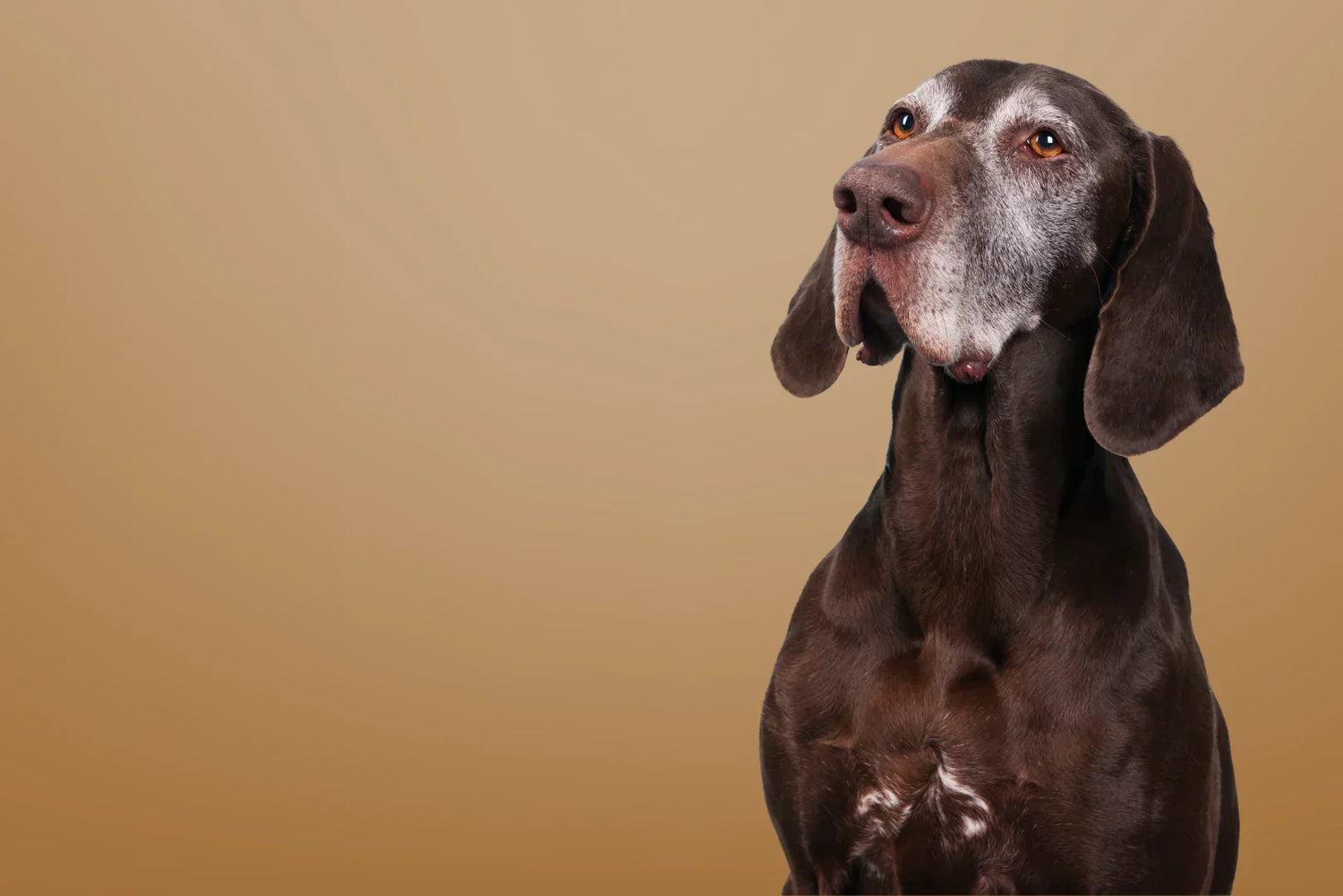 Deutsch Kurzhaar Senior mit grauer Maske – intelligenter, ausdauernder Vorstehhund; loyaler Familienhund und sportlicher Partner.