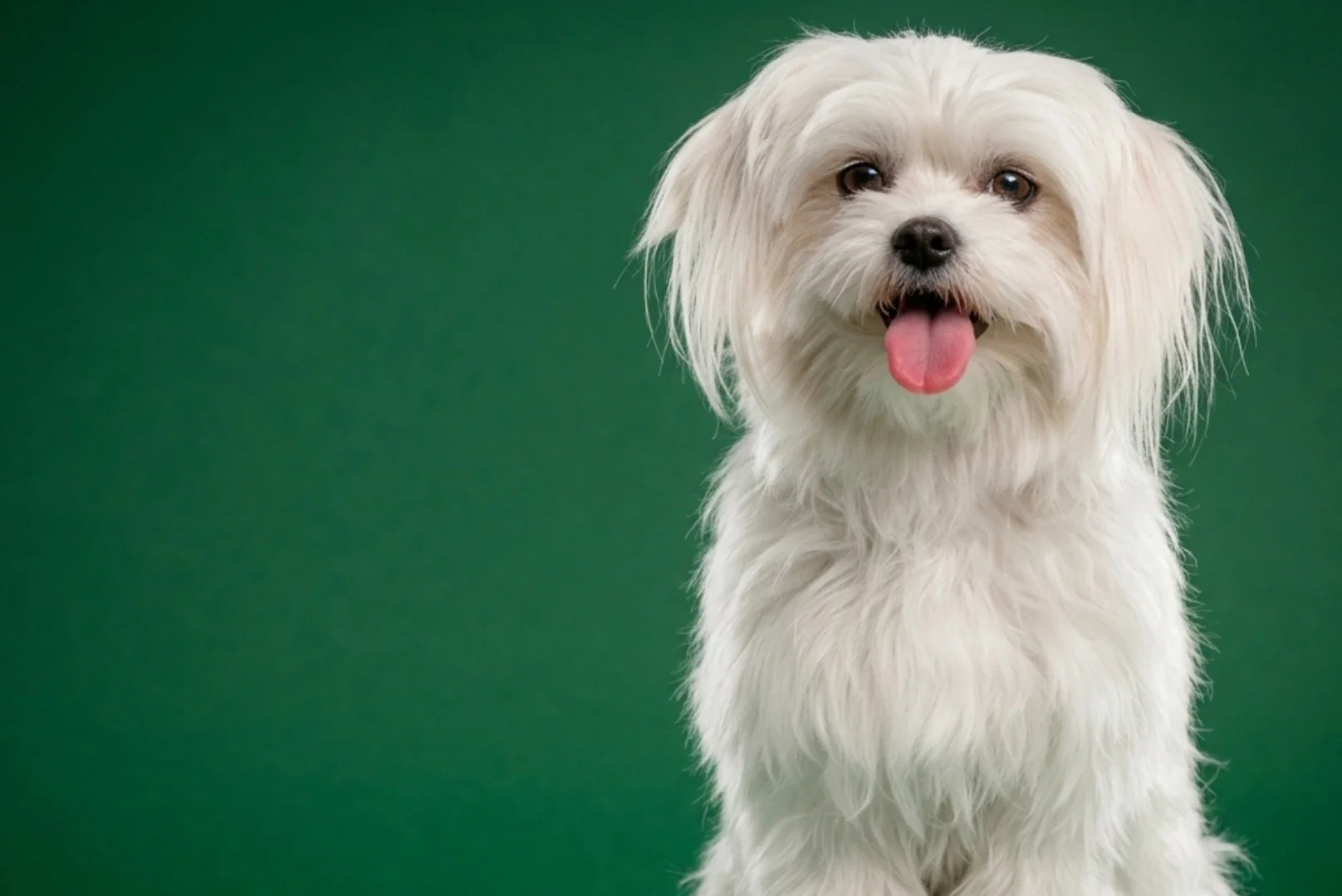 Ausgewachsener Malteser Hund sitzend vor grünem Hintergrund – Größe 20 bis 25 cm, Gewicht 3 bis 4 kg