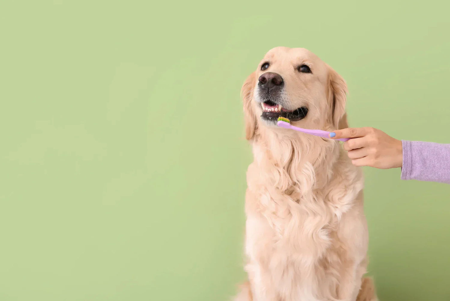 Golden Retriever bekommt die Zähne geputzt – Zahnpflege für Hunde mit spezieller Hundezahnbürste