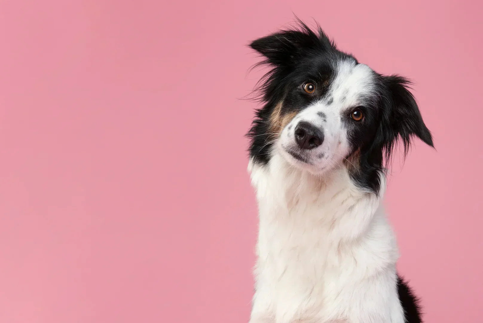 Border Collie mit schwarz-weißem Fell und intelligentem Blick vor rosa Hintergrund – typische Hunderasse bekannt für Agilität, Intelligenz und Hüteinstinkt.