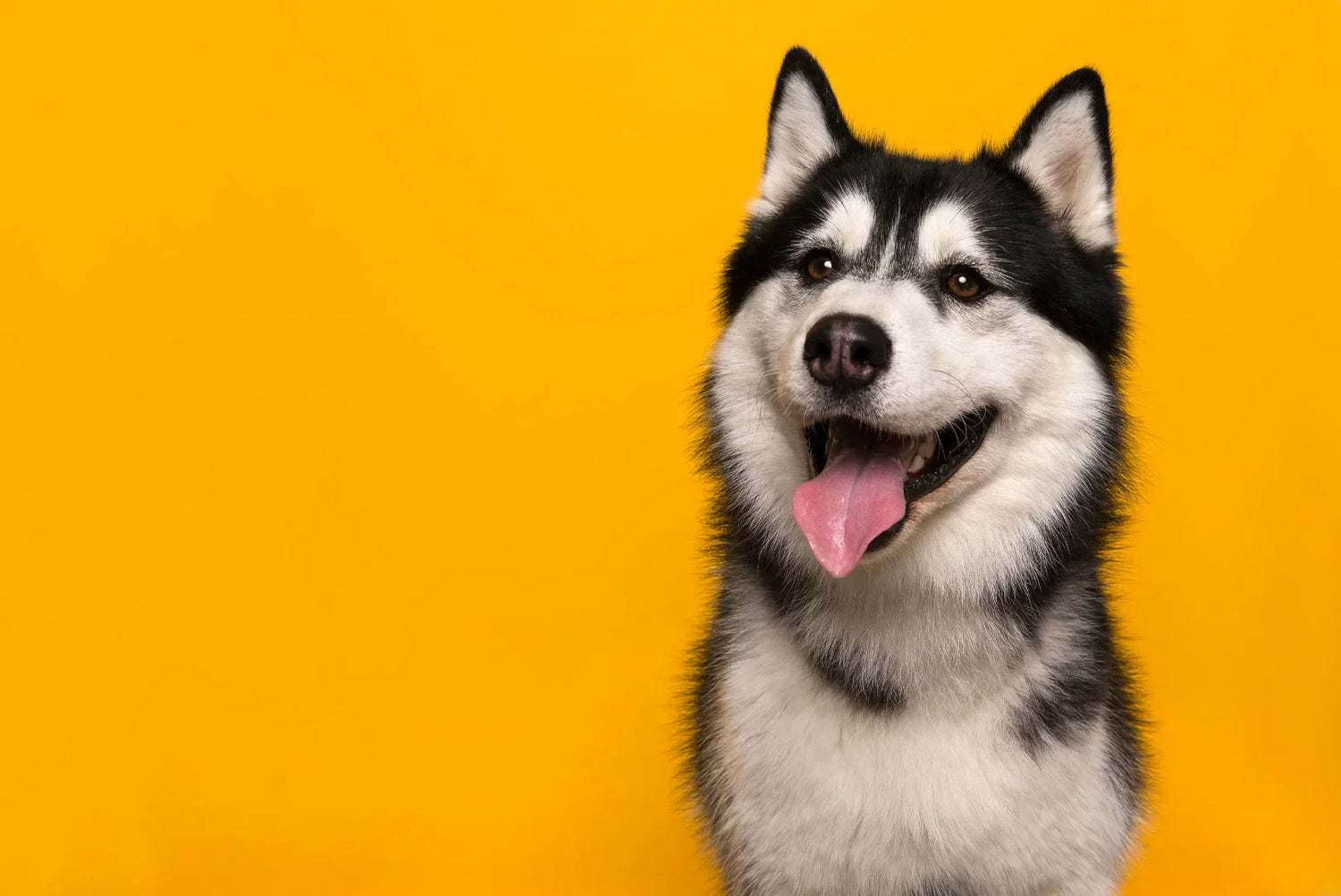 Siberian Husky mit herausgestreckter Zunge vor gelbem Hintergrund – fröhlicher und energiegeladener Ausdruck.