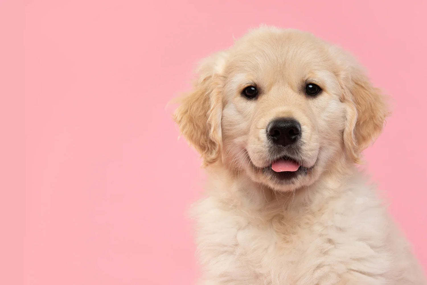 Golden Retriever Welpe vor rosa Hintergrund – süßes Porträt eines jungen Hundes beim Welpenkauf