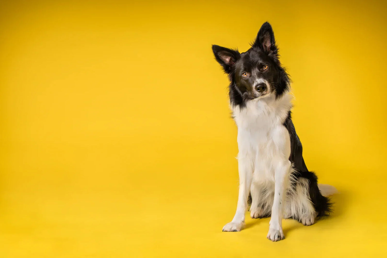 Border Collie mit geneigtem Kopf vor gelbem Hintergrund – aufmerksame, neutrale Körpersprache beim Hund verstehen