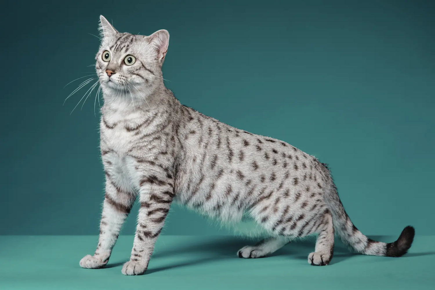 Ägyptische Mau Katze mit silbernem Fell und grünen Augen im Portrait