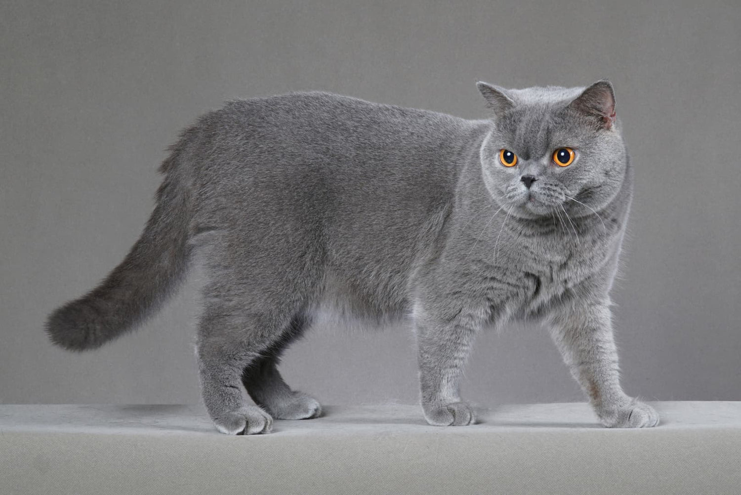 Britisch Kurzhaar Katze (BKH) in Blau mit runden Augen und plüschigem Fell