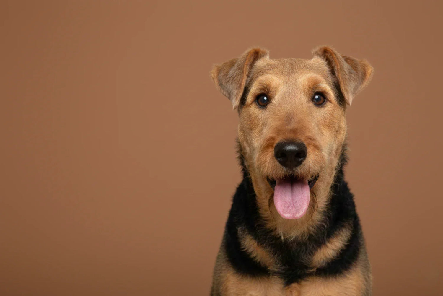 Airedale Terrier