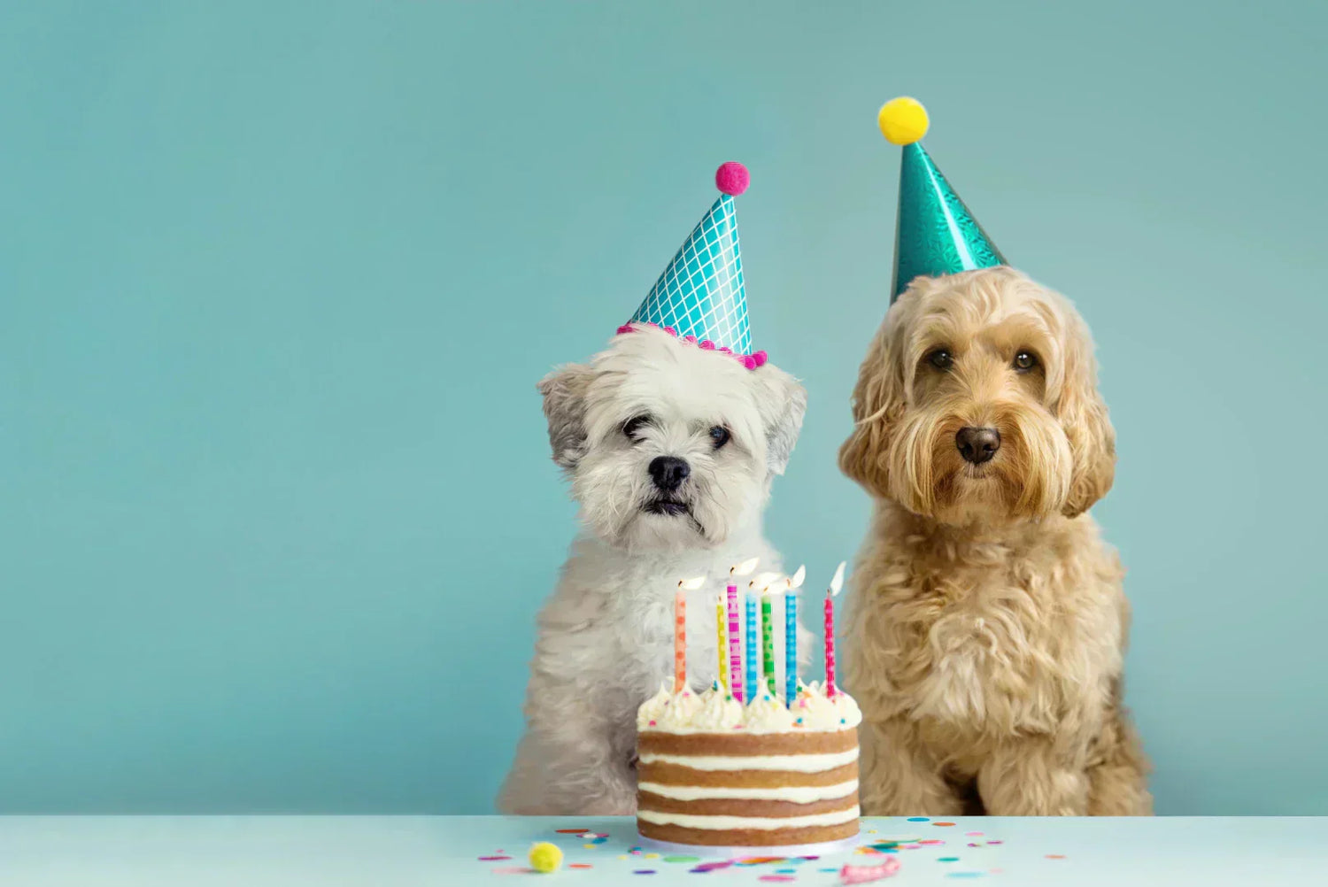 Zwei Hunde mit Partyhüten und Geburtstagskuchen – Hundejahre Tabelle und Hundealter in Menschenjahre erklärt